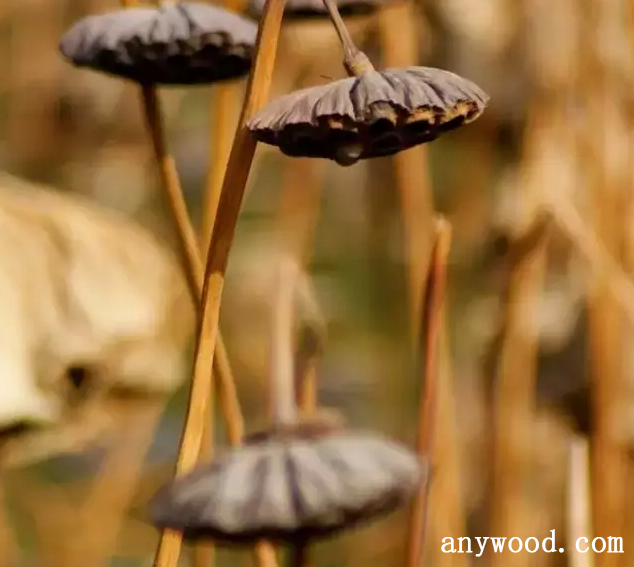 批木网 anywood.com