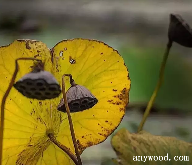 批木网 anywood.com
