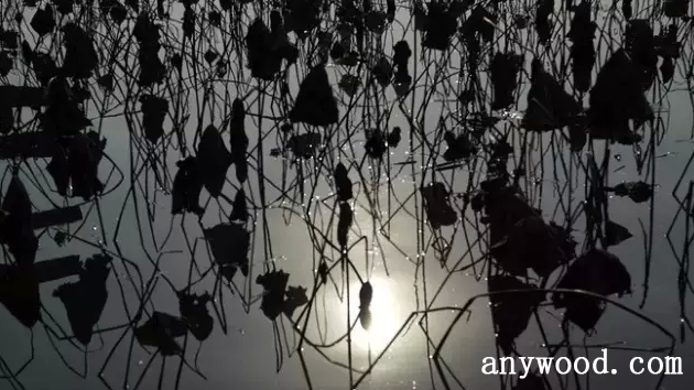 批木网 anywood.com