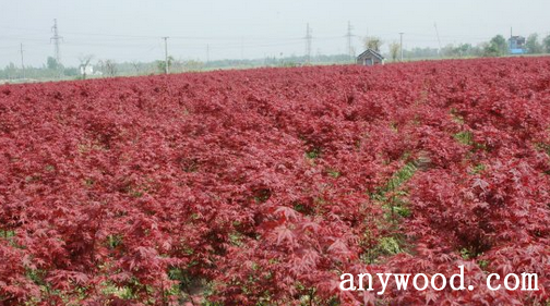 批木网 anywood.com