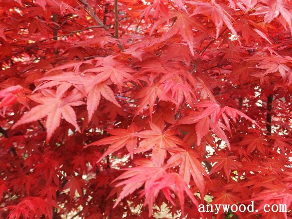 批木网 anywood.com