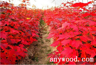 批木网 anywood.com