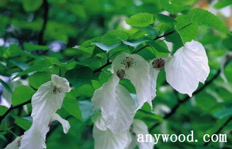 批木网 anywood.com