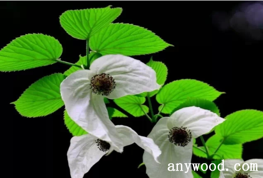 批木网 anywood.com
