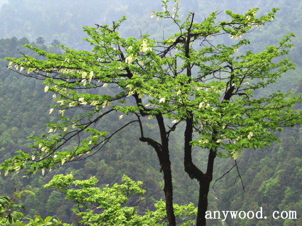 批木网 anywood.com