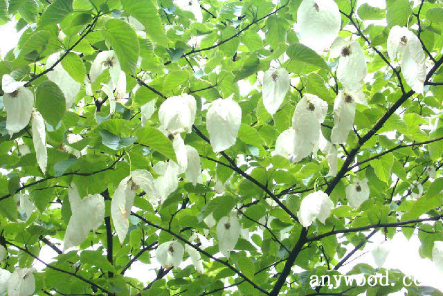 批木网 anywood.com