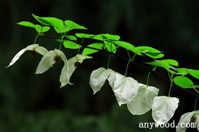 批木网 anywood.com