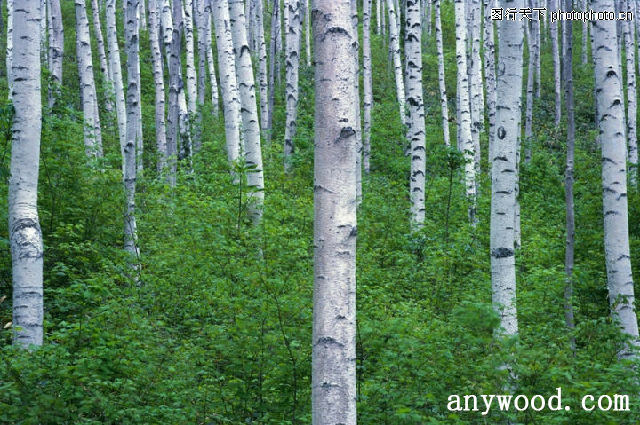 批木网 anywood.com