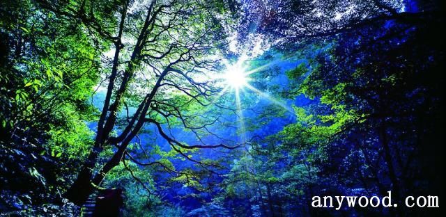 批木网 anywood.com