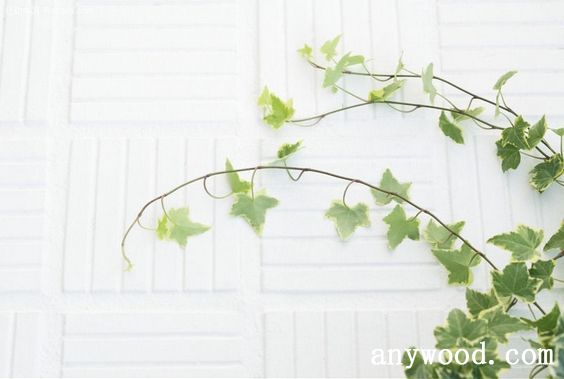 批木网 anywood.com