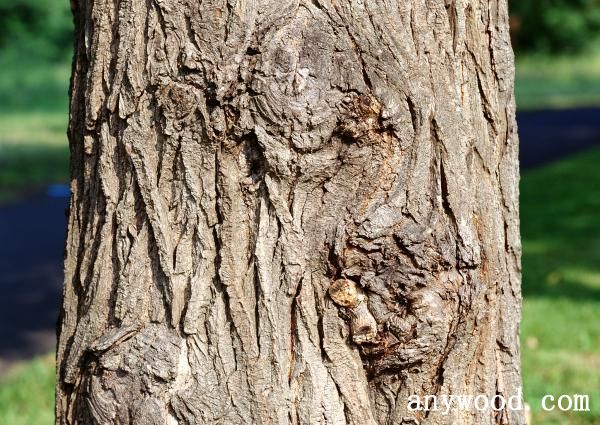 批木网 anywood.com