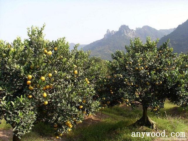 批木网 anywood.com
