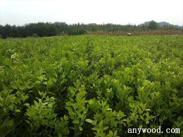 批木网  anywood.com