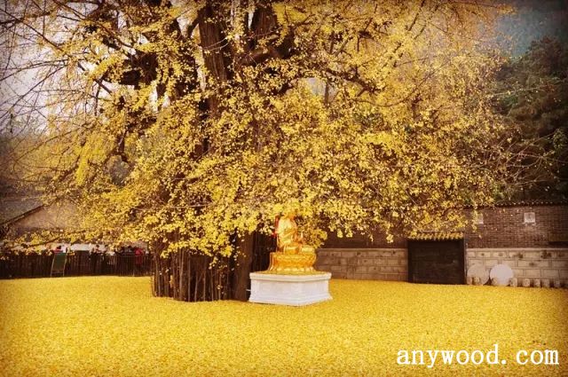 批木网 anywood.com