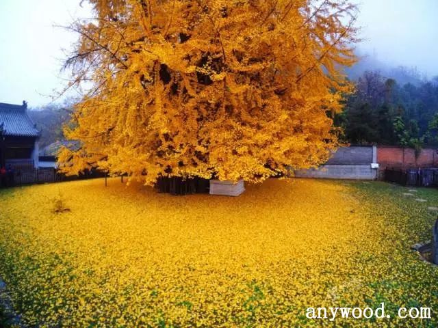 批木网 anywood.com
