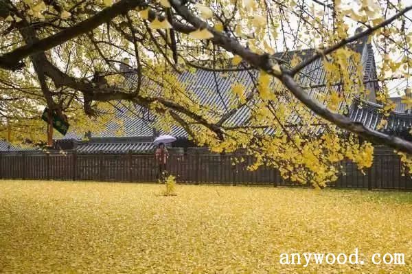 批木网 anywood.com