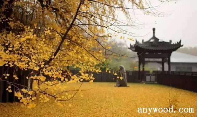 批木网 anywood.com