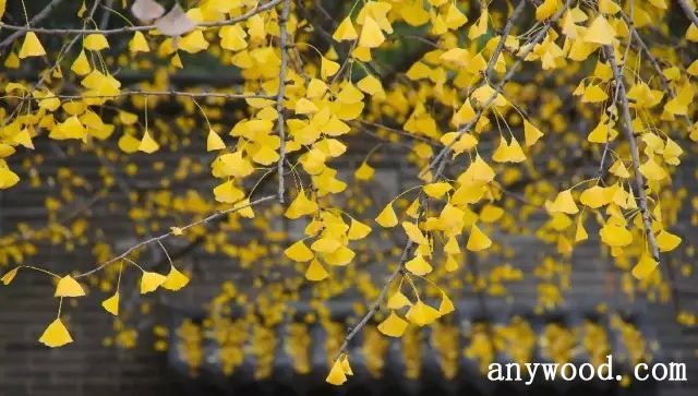 批木网 anywood.com