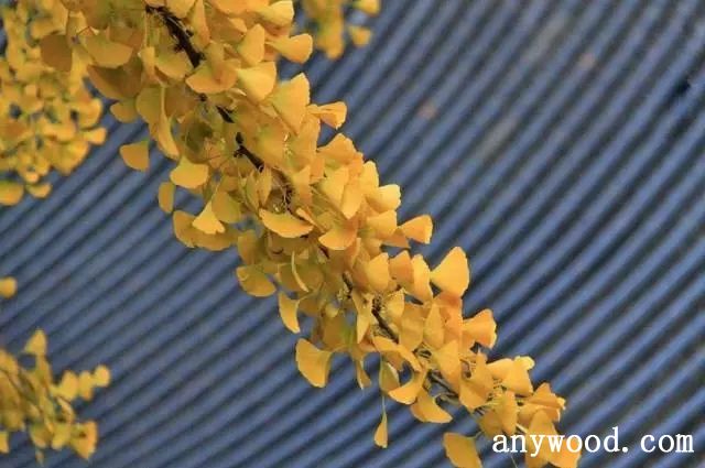 批木网 anywood.com