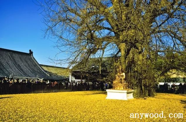 批木网 anywood.com