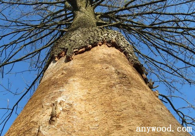 批木网 anywood.com