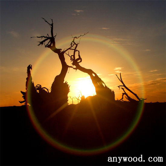 批木网 anywood.com