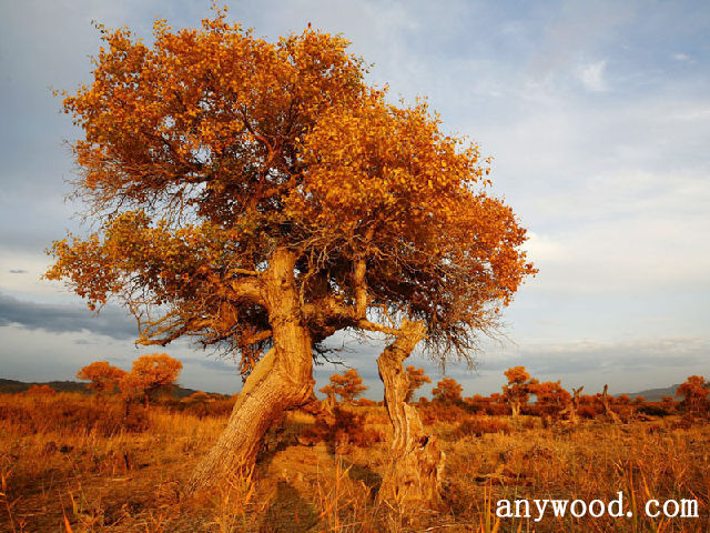 批木网 anywood.com