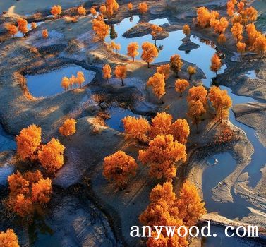 批木网 anywood.com