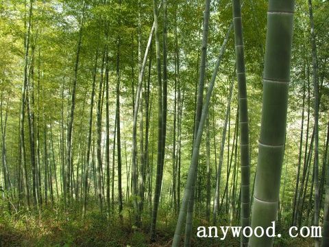 批木网 anywood.com