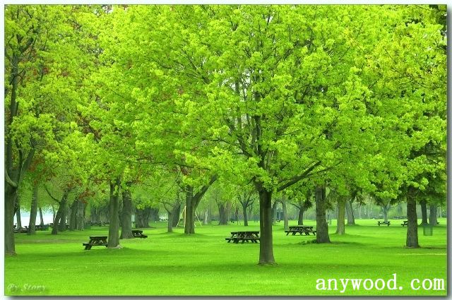 批木网 anywood.com