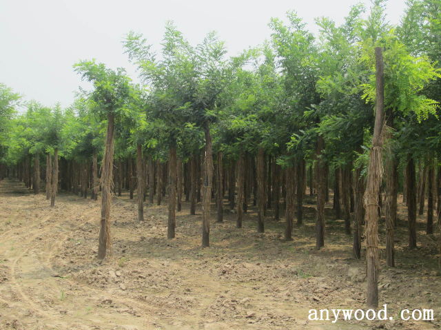 批木网 anywood.com