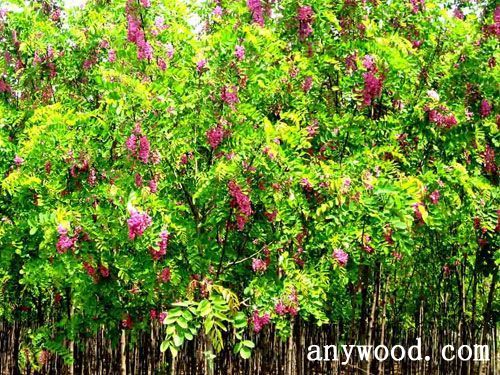 批木网 anywood.com