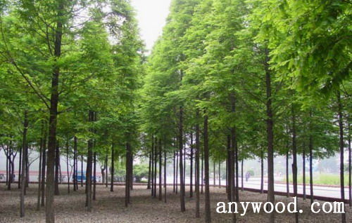 批木网 anywood.com