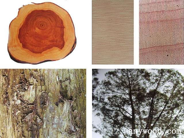 批木网 anywood.com