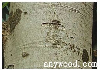 批木网 anywood.com