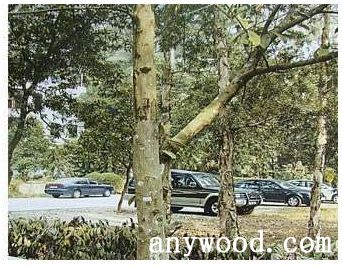 批木网 anywood.com