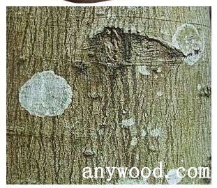 批木网 anywood.com