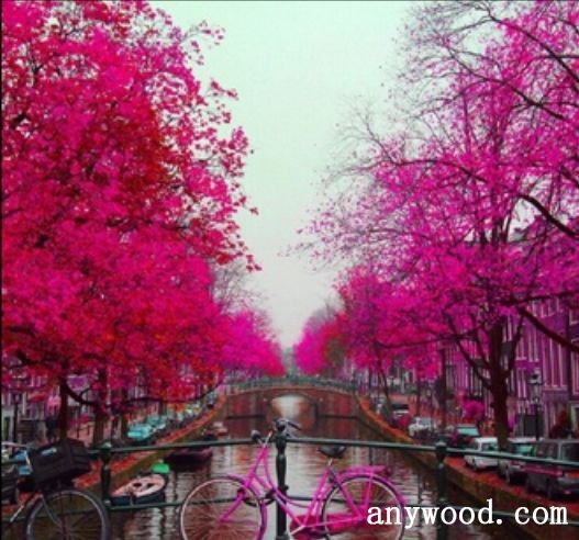 批木网 anywood.com