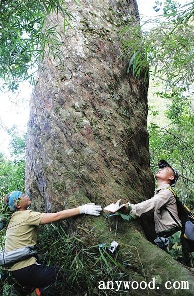 批木网 anywood.com