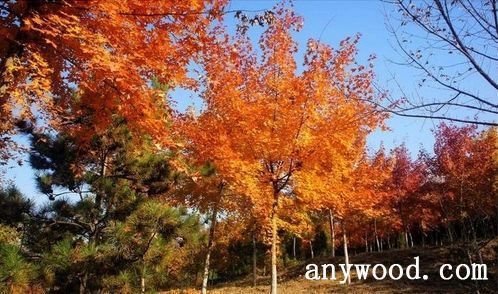 批木网 anywood.com