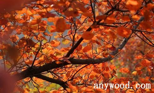 批木网 anywood.com