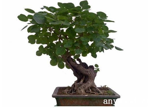 批木网 anywood.com