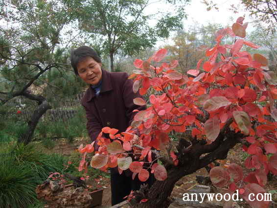 批木网 anywood.com