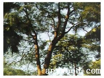 批木网 anywood.com