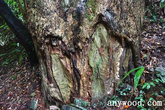 批木网 anywood.com