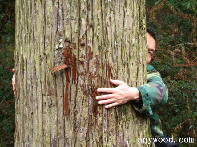 批木网 anywood.com