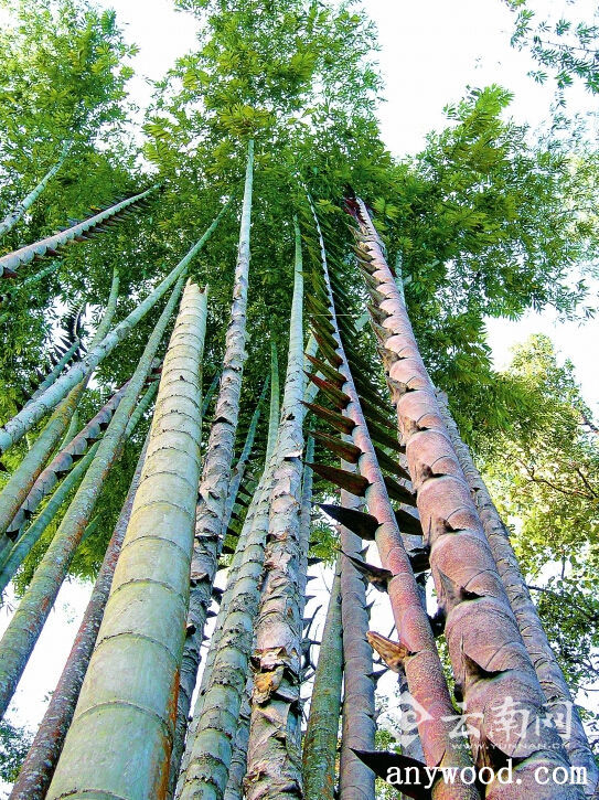 批木网 anywood.com