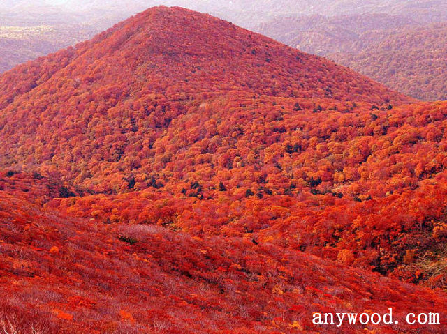批木网 anywood.com