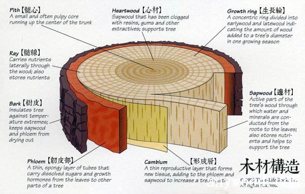批木网 anywood.com