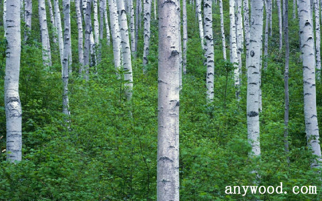 批木网 anywood.com